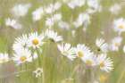 USA, Alaska, Glacier Bay National Park. Close-up of Shasta daisies. Art Print